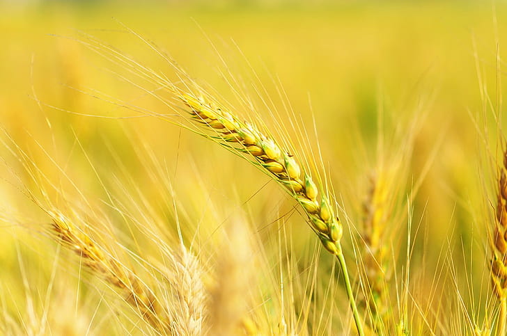 yellow plant, 大雅, agriculture, cereal Plant, wheat, crop