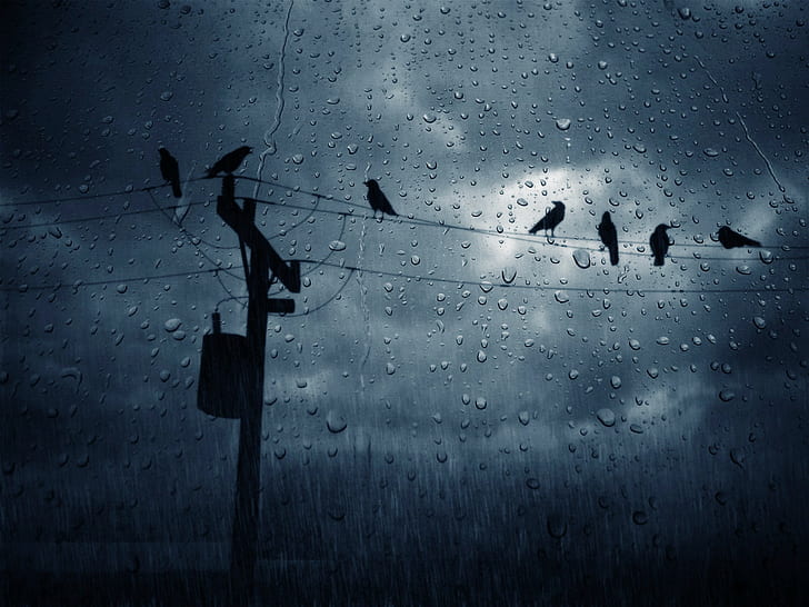 birds, rain, clouds, power lines, utility pole, dark, overcast