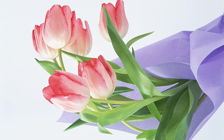 HD wallpaper: pink flowers, tulips, bouquet, wrap, flowering plant, petal,  freshness