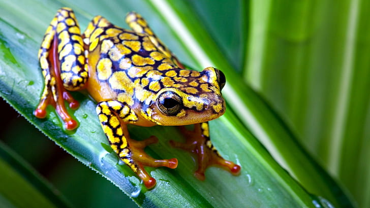 frog, animals, nature, amphibian