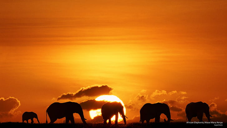 African Elephants, Masai Mara, Kenya, Animals