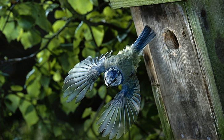 Bird Wings Birdhouse Stop Action HD, blue and gray blue jay, animals, HD wallpaper