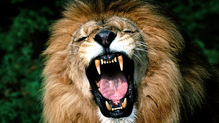 angry lion picture, animal, animal themes, mammal, one animal