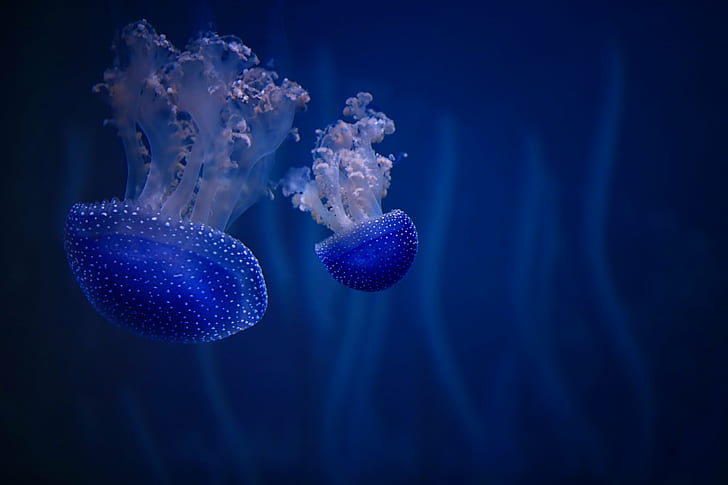 underwater photography of two blue jellyfish, bell, meduse, Phyllorhiza punctata