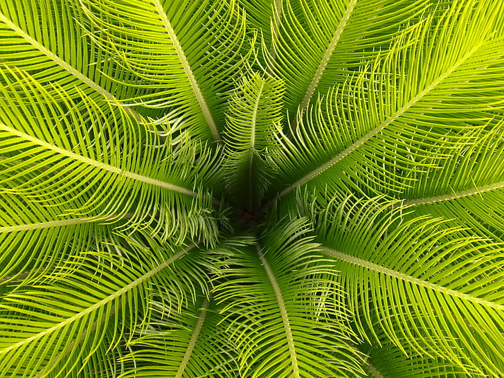 closeup photo of green palm plant leaves, verde, verde, nature