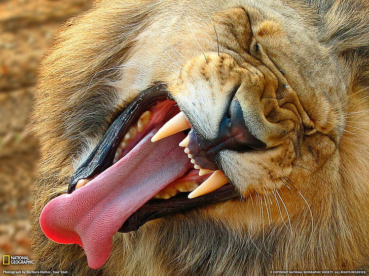 roar lion, National Geographic, tongues, animals, one animal