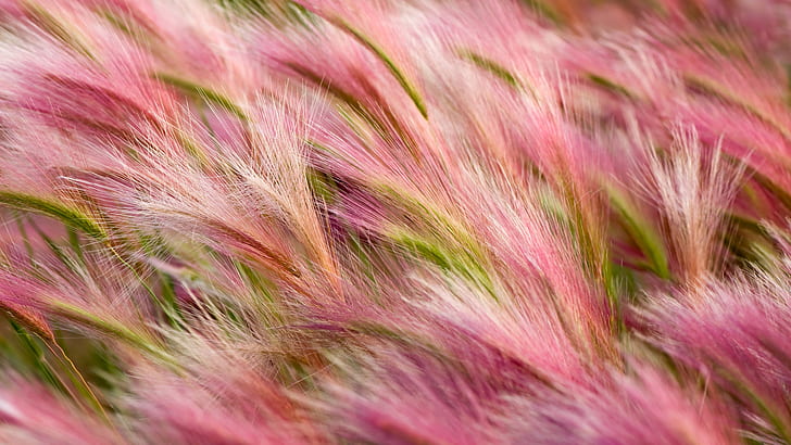Foxtail Barley, 5K, HD wallpaper