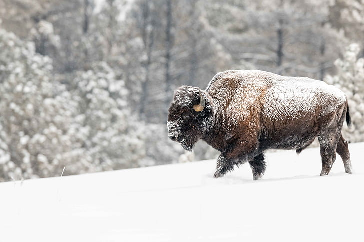 Animal, American Bison, Snow, Wildlife, Winter, HD wallpaper