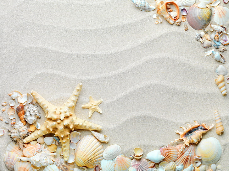Sea Shells Fabric Wallpaper and Home Decor  Spoonflower