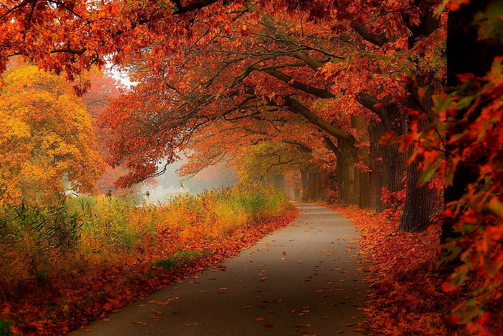 maple trees, red leafed tree beside asphalt road, fall, autumn