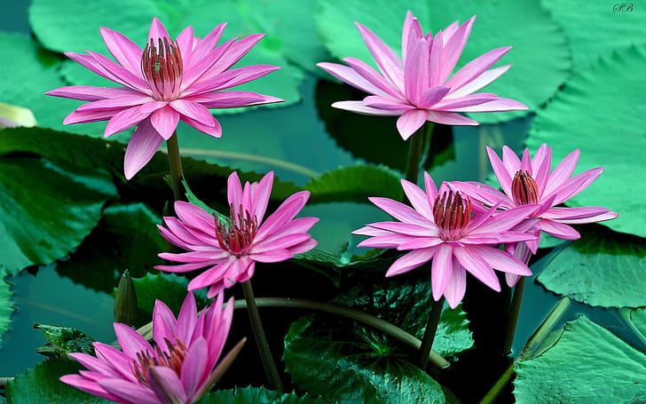 Pink water lily flowers, beautiful, petals, leaves, water