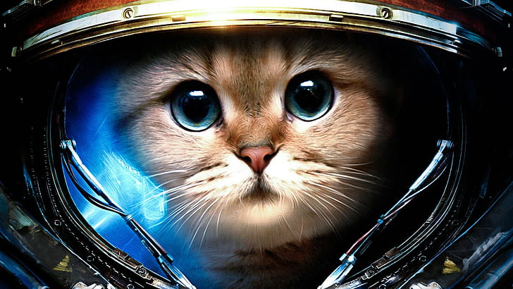 cat, humor, astronaut, James Raynor, space, StarCraft, Starcraft II, HD wallpaper