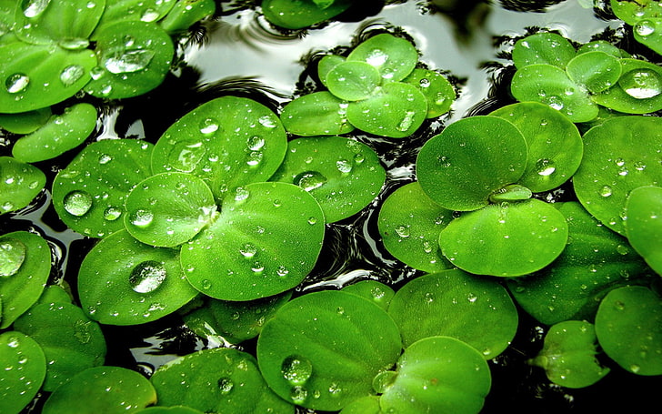 green lotus leaves, grass, moisture, water, droplets, nature, HD wallpaper