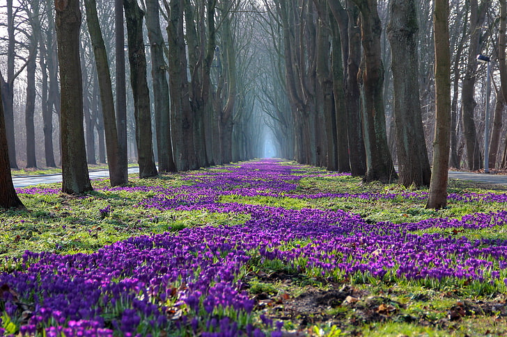 purple bed of flowers, trees, nature, Park, spring, crocuses