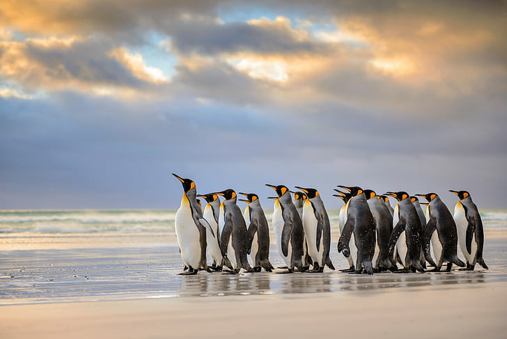 nature, animals, penguins, birds, beach, wildlife, horizon, HD wallpaper