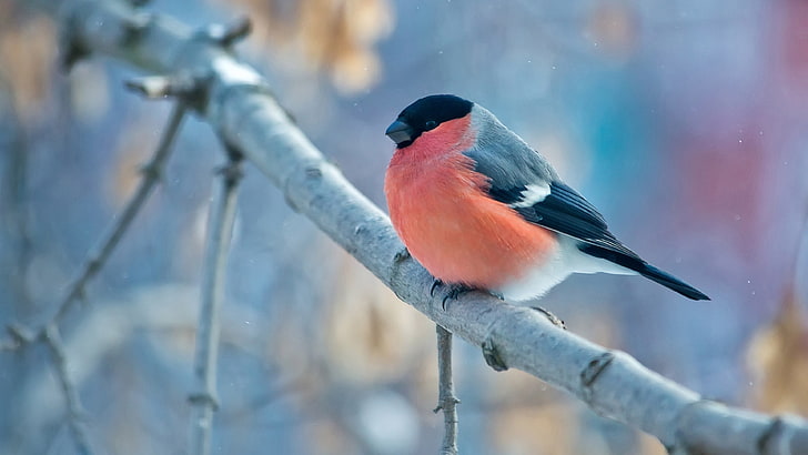 red and black bird, landscape, nature, birds, animals, Bullfinch, HD wallpaper