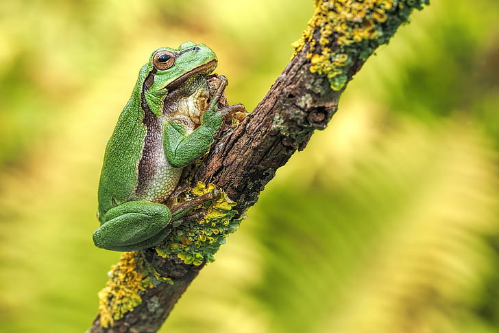 The green frog, Amphibian, Animal, close up, germany, laubtrosh, HD wallpaper