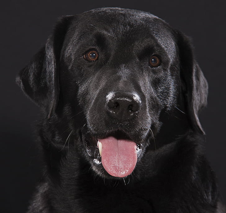 HD wallpaper: black Labrador Retriever closeup photograpy, Cooper black, Labrador  dog | Wallpaper Flare
