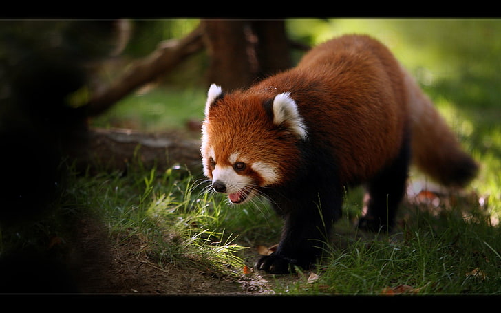 HD wallpaper: red panda animal, animals, wildlife, mammals, outdoors, one  animal | Wallpaper Flare