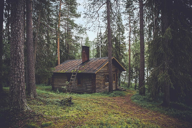 cottage, forest, chimneys, pine trees, rooftops, wood, house