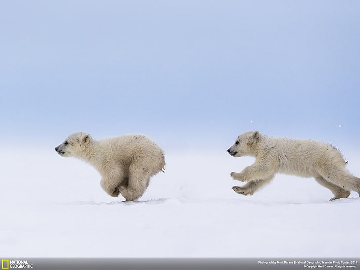 polar bear-National Geographic Wallpaper, two white polar bear cubs