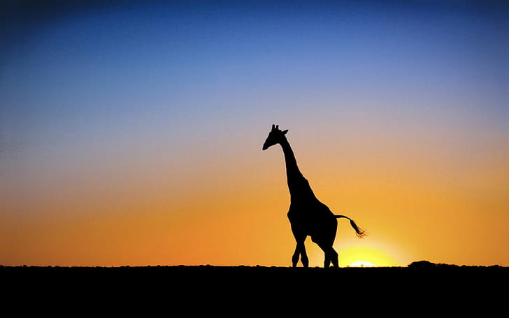 Sun giraffe sunset, HD wallpaper