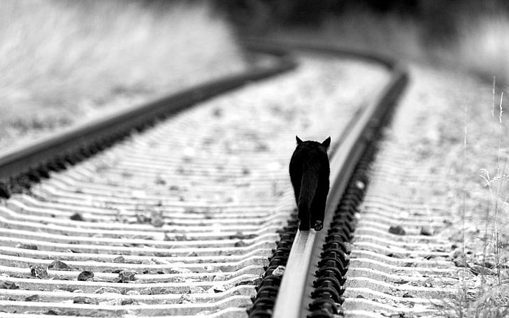 grayscale photography of cat on rail road, untitled, railway