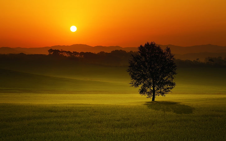 tree in grass field during golden hour, landscape, sunset, trees, HD wallpaper