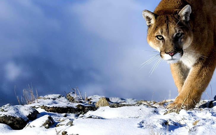 Mountain Lion, King, Power, Mountain, Snow, Winter, HD wallpaper