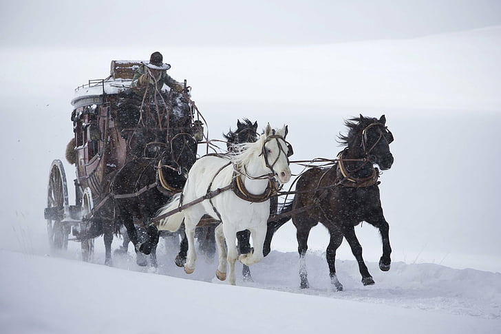 Movie, The Hateful Eight, Horse, HD wallpaper