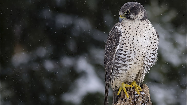 gray and white bird, birds, falcons, winter, animals, snow flakes