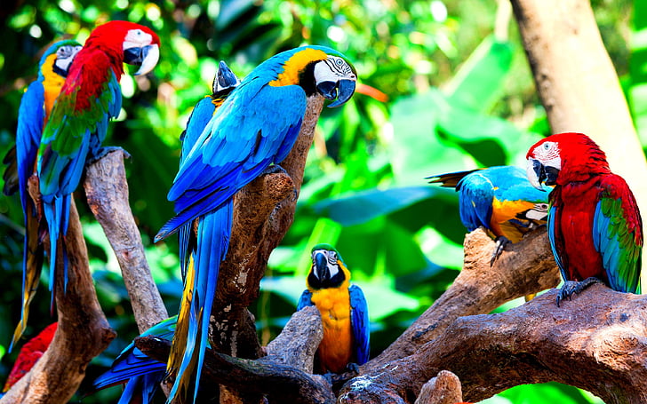 HD wallpaper: bird, birds, nature, parrot, parrots, tropical, wildlife |  Wallpaper Flare