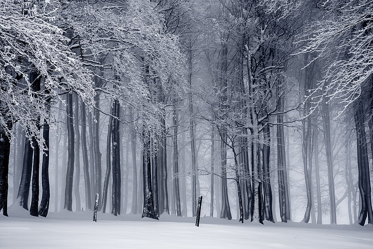 trees, snow, mist, monochrome, winter, cold temperature, plant, HD wallpaper