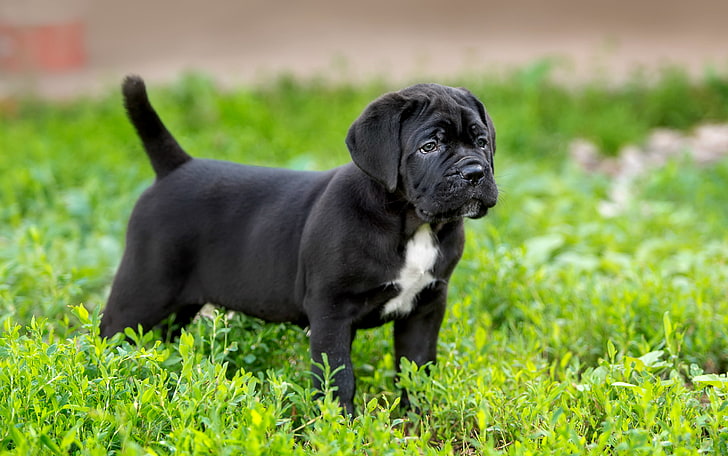 white and black boxer puppy, grass, breed, cane Corso, dog, pets