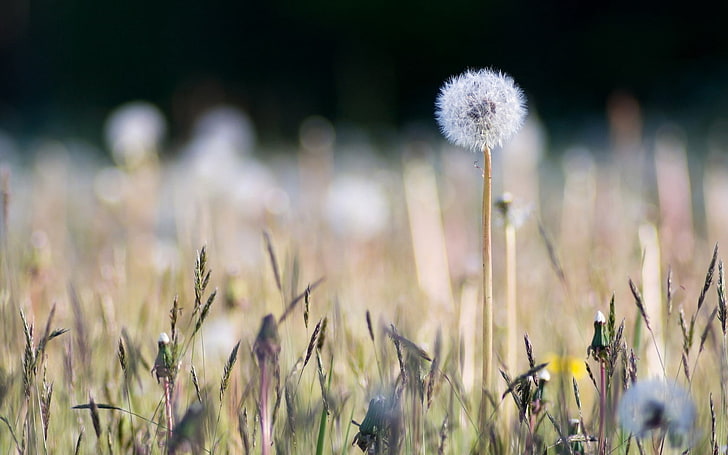 white dandelion seed head, field, grass, macro, earth, nature