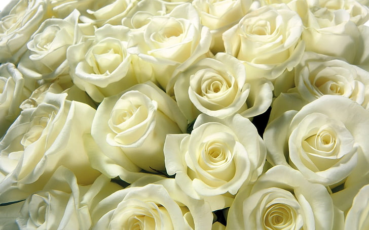 white roses, bud, much, rose - Flower, nature, backgrounds, bouquet, HD wallpaper