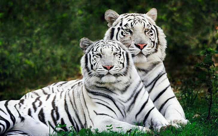 White Bengal Tigers Widescreen, HD wallpaper