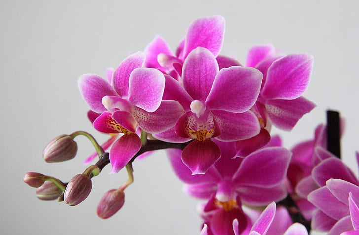 pink petaled flowers, phalaenopsis, phalaenopsis, orchid, nature, HD wallpaper