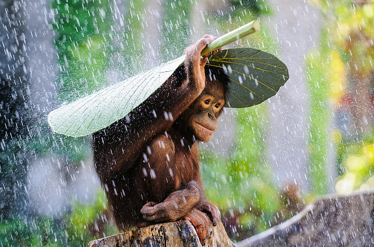 Bali, Orangutan, monkey, 2015 Sony World Photography Awards, HD wallpaper