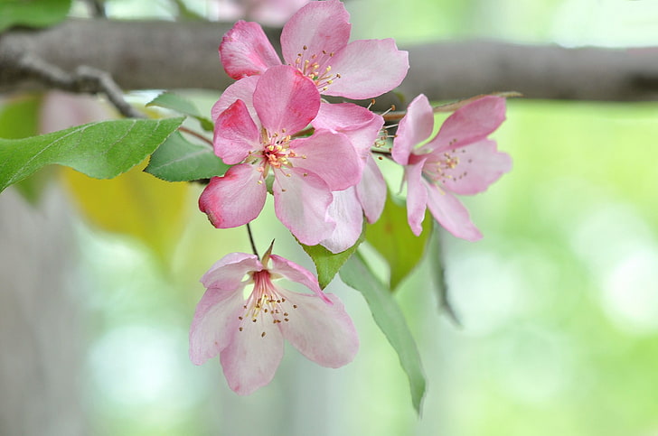 macro, plants, flowers, flowering plant, freshness, pink color, HD wallpaper