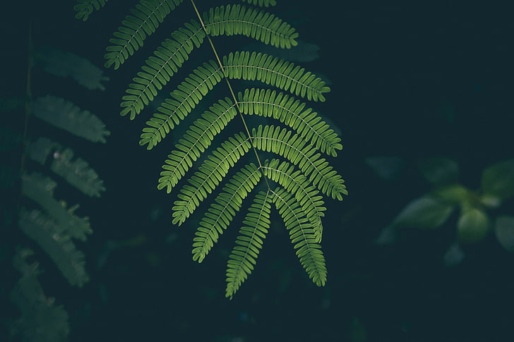 green leafed plant, fern, nature, green Color, forest, tree, summer, HD wallpaper