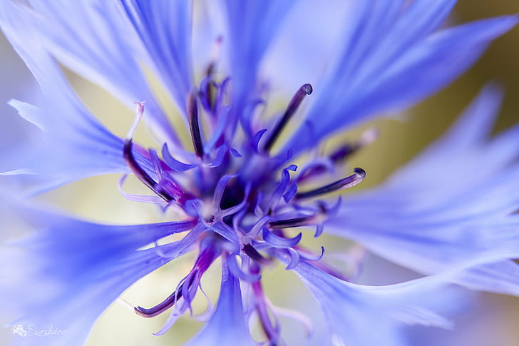 focus photo of purple flower, soleil, bleu, explore, nature, plant, HD wallpaper