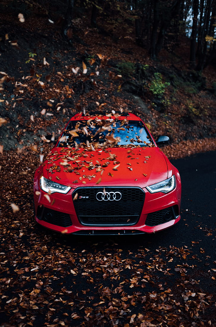 audi, car, front view, red, bumper, foliage, autumn