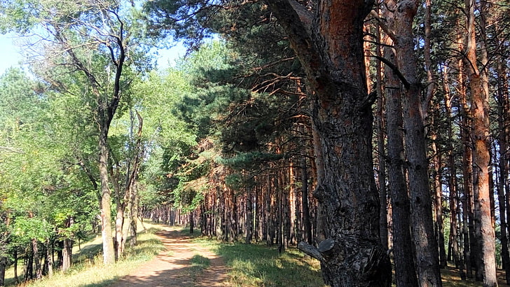forest, pine trees, dappled sunlight, pathway, plant, trunk