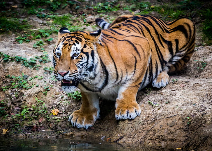 Siberian tiger, look, predator, cat, HD wallpaper