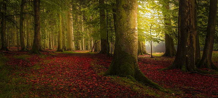 Landscape, Nature, Colorful, Forest, Fall, Trees, Path, Mist, Leaves, Morning, HD wallpaper