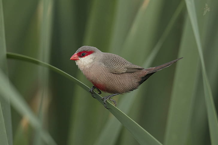 selective focus photo of red and brown bird perched on linear leaf, coral, estrilda astrild, common waxbill, sant'elena, coral, estrilda astrild, common waxbill, sant'elena