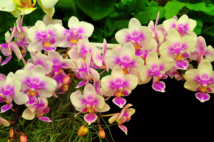 white-and-purple moth orchids, flowers, exhibition, beautifully, HD wallpaper