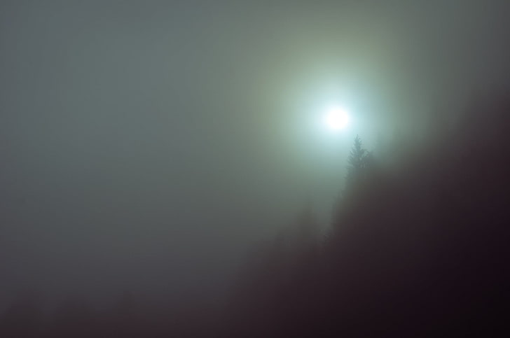 pine tree, silhouette of trees, mist, nature, fall, night, dark