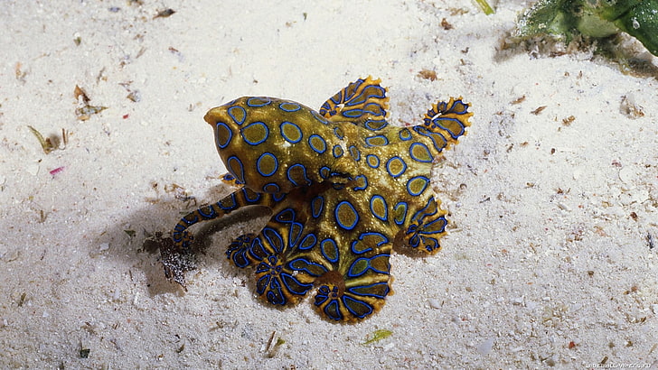 yellow and blue sea creature, animals, underwater, animal themes